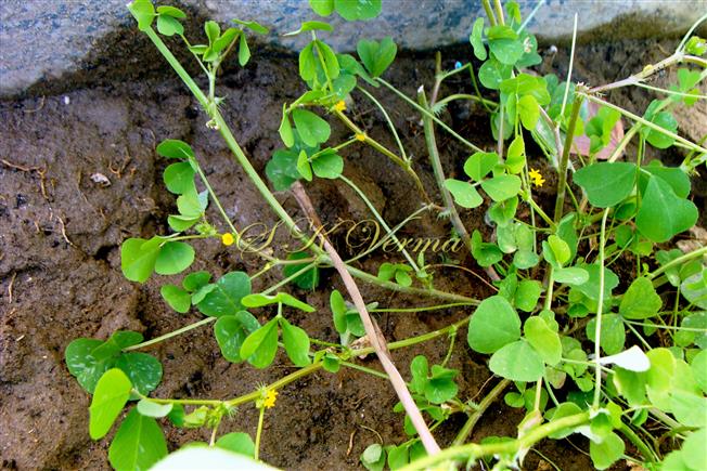 Plant
